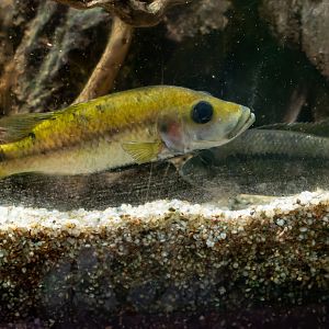 Fish ID - Botanical garden Na Slupi Praha