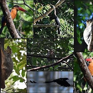 Hindhede Nature Park | March 17 Part 1| Birding, Wildlife Watching [Video Taken March 17th 2024] - YouTube