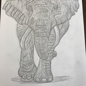 African Elephant (Front View Sketch)