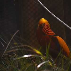 Golden pheasant, Chrysolophus pictus