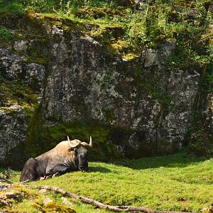 Takin in his quarry, Budorcas taxicolor