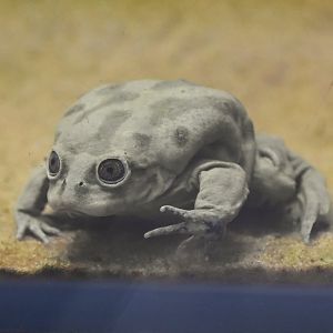 Titicaca water frog, Telmatobius culeus