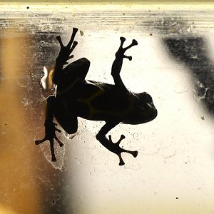Summers' poison frog, Ranitomeya summersi