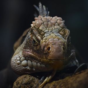 Lessser Antillean iguana, Iguana delicatissima