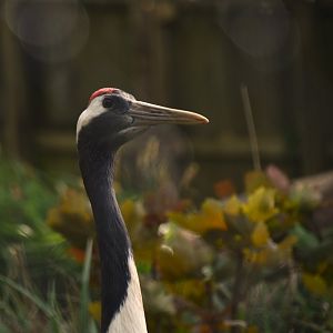 Red-crowned crane, Grus japonensis