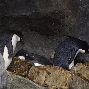 Adelie penguin