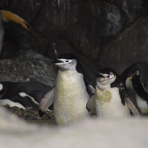 Chinstrap penguin
