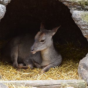 Gray brocket deer