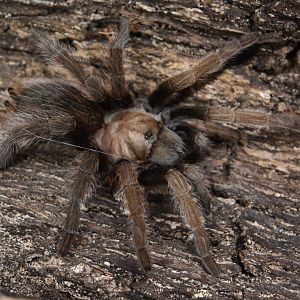 California ebony tarantula (Aphonopelma eutylenum)
