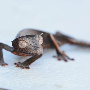 Satanic leaf-tailed gecko (Uroplatus phantasticus)