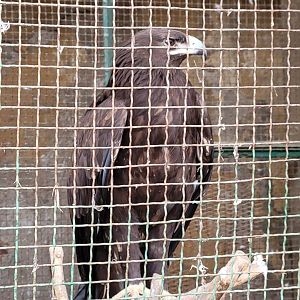 Greater Spotted Eagle - Dec 2023