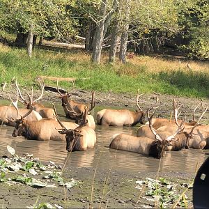 Elk (Cervus canadensis)