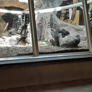 Jameela on Freddy's back