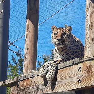 Amur Leopard Up High