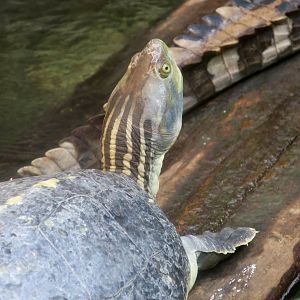 Red-Crowned Roofed Turtle (Batagur kachuga)