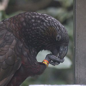 North Island Kākā