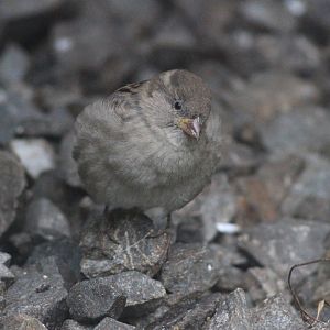 House Sparrow female