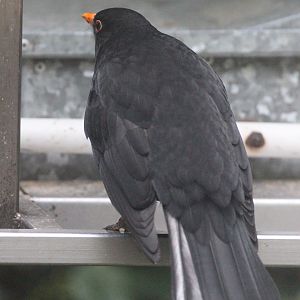Common Blackbird male (mild colour aberration)
