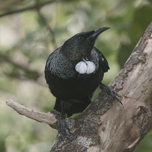 Tūī
