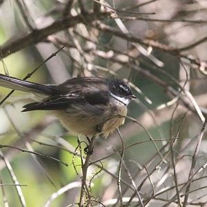 New Zealand Fantail
