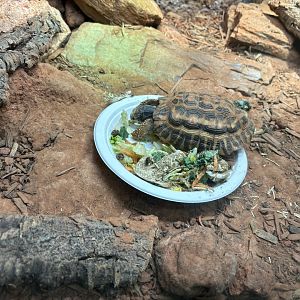 Flat Tailed Tortoise