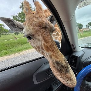 Giraffe Waiting to Eat