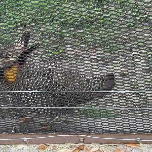 Atwater’s Prairie Chicken
