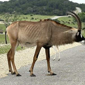 Roan Antelope