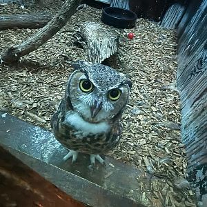 Great Horned Owl