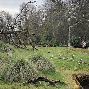 African Savannah - Giraffes, Zebras, & Patas Monkeys