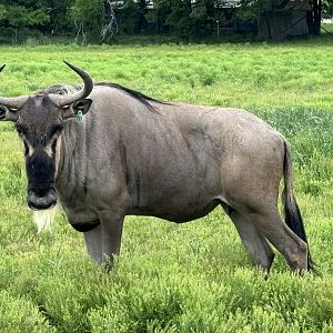 Wildebeest