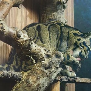 Indochinese clouded leopard  (Neofelis nebulosa nebulosa), 2023-08-17