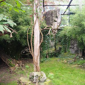 Indochinese clouded leopard exhibit, 2023-08-17