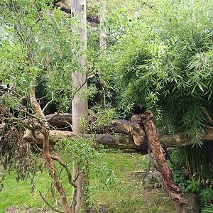 Indochinese clouded leopard exhibit, 2023-08-17