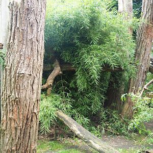 Indochinese clouded leopard exhibit, 2023-08-17