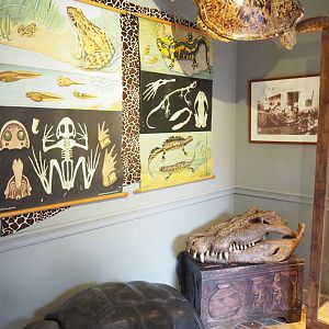 Museum - Amphibian anatomy school charts, Giant tortoise and sea turtle taxidermy and crocodile skull, 2023-08-17