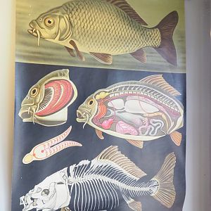 Museum - Carp anatomy school chart, 2023-08-17