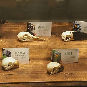 Museum - Bird skulls, 2023-08-17