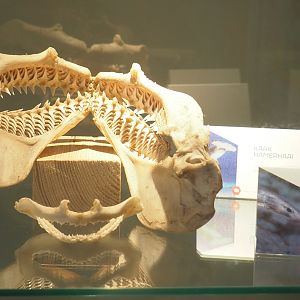 Museum - Hammerhead shark and Small-spotted catshark jaws, 2023-08-17