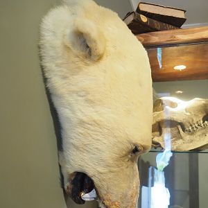 Museum - Polar bear head taxidermy, 2023-08-17