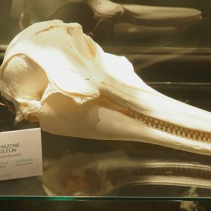 Museum - Tucuxi skull, 2023-08-17