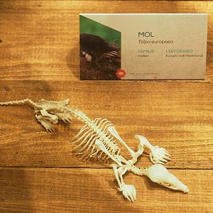 Museum - European mole skull, 2023-08-17
