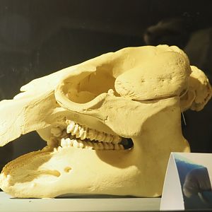 Museum - Manatee skull, 2023-08-17