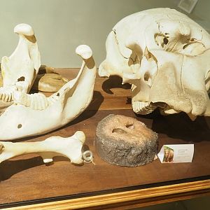 Museum - Asian elephant jaw and skull, and replica of trunk cross-section, 2023-08-17