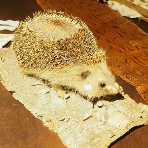 Museum - European hedgehog taxidermy, 2023-08-17