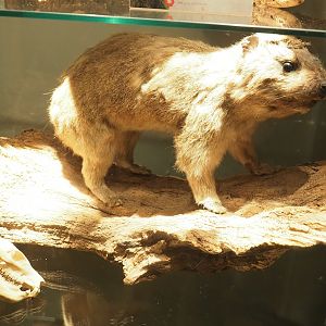 Museum - Rock hyrax taxidermy, 2023-08-17