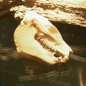 Museum - Rock hyrax skull, 2023-08-17