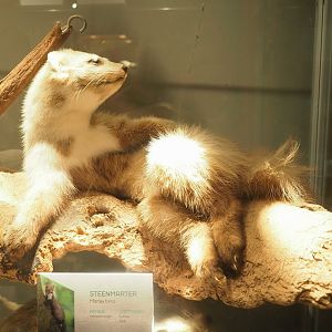 Museum - Beech marten taxidermy, 2023-08-17