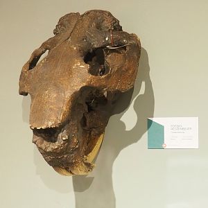 Museum - Fossil giant beaver (Casteroides species) skull, 2023-08-17