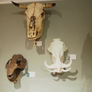 Museum - Cow, Warthog and fossil giant beaver skulls, 2023-08-17